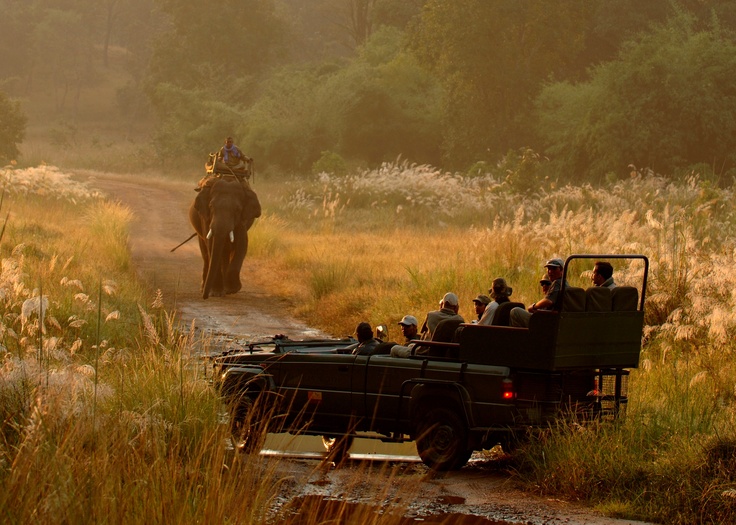 Ranthambore Tiger